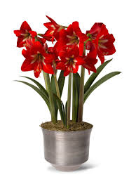 Adjustable Amaryllis Stakes Gardener S Supply Amaryllis Amaryllis Bulbs Amaryllis Christmas