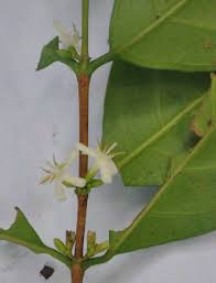 Image result for Necepsia castaneifolia