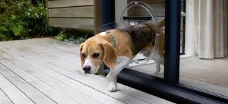 Glass100 supplies and installs sureflap electronic pet doors for cats and small dogs. Cost Of Pet Door Installation Service Com Au