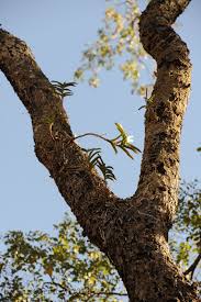 Image result for Cyrtorchis praetermissa