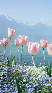 les tulipes roses du lac leman tulipes roses belles fleurs tulipe
