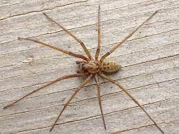 giant house spider eratigena atrica male spider house spider arachnids spiders