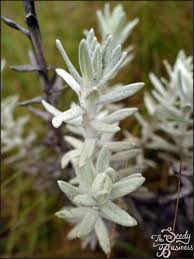 Image result for Helichrysum nitens