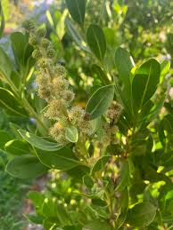 Image result for Conocarpus erectus