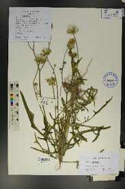 Image result for Sonchus schweinfurthii