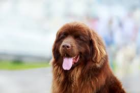 Browse and find newfoundland puppies today, on the uk's leading dog only classifieds site. 10 Common Behavior Issues Seen With The Newfoundland Dog My Brown Newfies