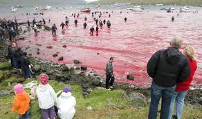 Faroese people or faroe islanders are a north germanic ethnic group and nation native to the faroe islands. The Faroe Island Authorities Defend The Right To Hunt Whales Nature News Express Co Uk