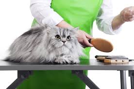 Specialising in old and difficult cats with 20 years experience. 2021 Cat Grooming Prices How Much To Shave A Cat Homeguide