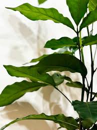 Image result for Trichilia emetica