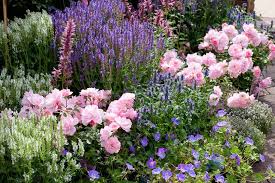 Small garden design with roses wilson rose garden. An Eye Catching Border With Roses Salvia And Geranium