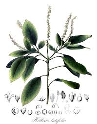 Image result for Petiveriaceae