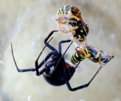 As long as you're careful and don't. Black Widow Spider Identification Owlcation