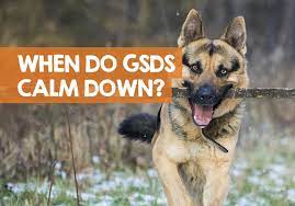 Be aware that very young puppies may not sleep through the night. When Do German Shepherd Puppies Calm Down Answer