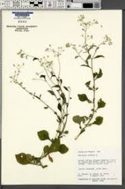 Image result for Vernonia cinerea