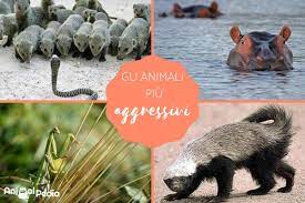 I 9 Animali Piu Aggressivi Del Mondo