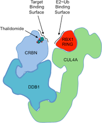 Cereblon is a protein that in humans is encoded by the crbn gene. Architectural Schematic Of The Putative Cul4 Rbx1 Ddb1 Crbn Complex Download Scientific Diagram