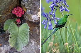 Image result for Streptocarpus myoporoides