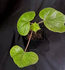 Image result for Musanga