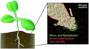 Maybe you would like to learn more about one of these? Polystyrene Nano And Microplastic Accumulation At Arabidopsis And Wheat Root Cap Cells But No Evidence For Uptake Into Roots Environmental Science Nano Rsc Publishing