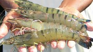 Udang adalah salah satu makanan laut yang banyak dikonsumsi. Udang Vaname Samudranesia Id