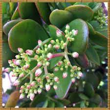 Flower Buds Of My Jade Plant Lebichde Jade Plants Lilac Tree Colorful Flowers
