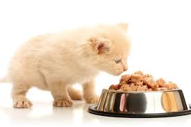 Nature's logic, newmans, merrick, innova evo one example of good quality (but largely unknown) canned cat food might be: Best Canned Kitten Food