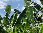 Image result for The Land of Banana