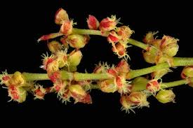 Image result for Rumex lanceolatus