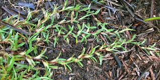 Image result for Axonopus