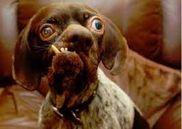 We did not find results for: Doug Le Chien Le Plus Moche Du Monde Actualite Chien Santevet