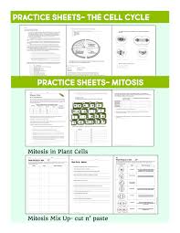Vanessa Jason Biology Roots Comparing Mitosis And Meiosis Worksheet Answers