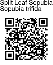 Image result for Sopubia ramosa