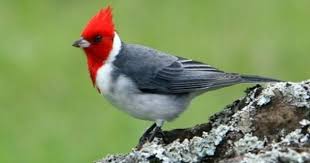 Big Birds With Red Heads Jb S Big World Red Yellow Hawaiian Feathered Friends Nature Birds Pet Birds Beautiful Birds