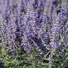 We did not find results for: Perovskia Atriplicifolia Lacy Blue Lacy Blue Dwarf Russian Sage High Country Gardens