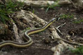Another way that you can get rid of garter snakes without harming them is to trap them in simple, humane traps. How To Keep Snakes Away From Your Yard And Chicken Coop Zg