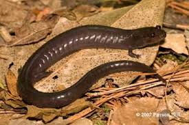 Image result for Phacelurus schliebenii