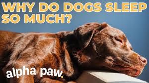 Thank you to our partner, pet food express, for hosting our adoption events in your stores! Our Vet Answers The Most Common Questions On Pet Parents Minds