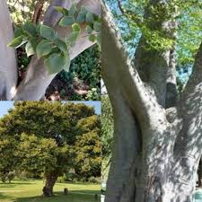 Image result for Celtis africana