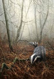 Wild Badgers Are Very Shy They Are Blamed For Carrying Tb Which Is Caught From Cattle Urine And Are Under Threat Of Cull Tiere Einzigartige Tiere Wilde Tiere