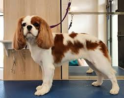 10 Best Cavalier King Charles Spaniel Haircuts King Charles Cavalier Spaniel Puppy Cavalier King Charles Spaniel Tricolor Cavalier King Spaniel