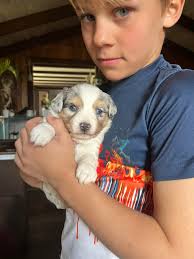 TKW Mini & Toy Aussies