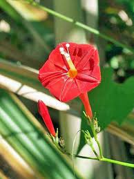 Image result for Ipomoea hederifolia