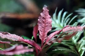'flamingo' is an extraordinary cryptocoryne cultivar with light to dark pink leaves. Cryptocoryne Flamingo Online Aquaria