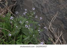Image result for Anagallis kochii