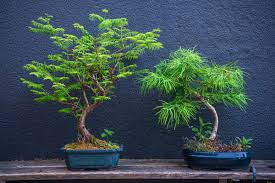 Bonsai Tree Meaning And Uses In Feng Shui
