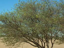 Image result for Acacia mellifera