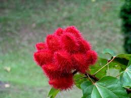 Image result for Bixaceae