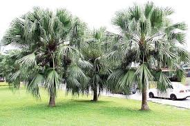 Image result for Livistona chinensis