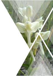 Image result for Justicia anagalloides