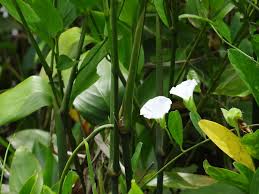 Image result for Aniseia martinicensis